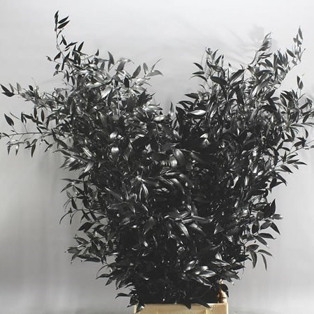 Dyed Ruscus thumbnail 3