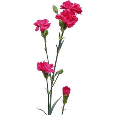 Carnations (Spray) thumbnail 2