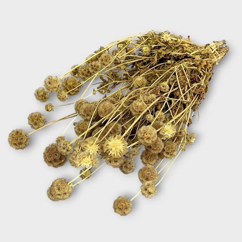 Dried Scabiosa