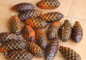 Palm Seed