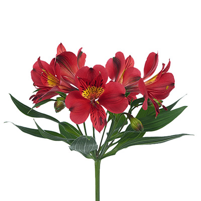 Angelina Alstroemeria thumbnail 2