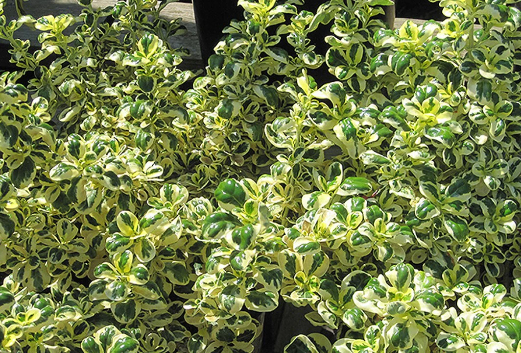 Coprosma