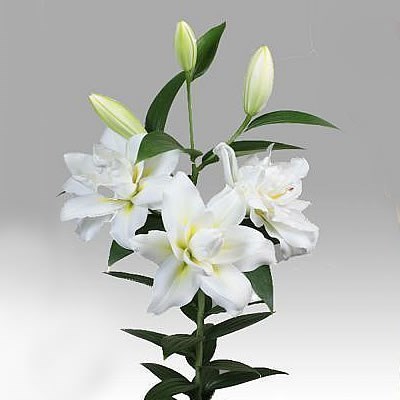 Oriental Lilies thumbnail 4