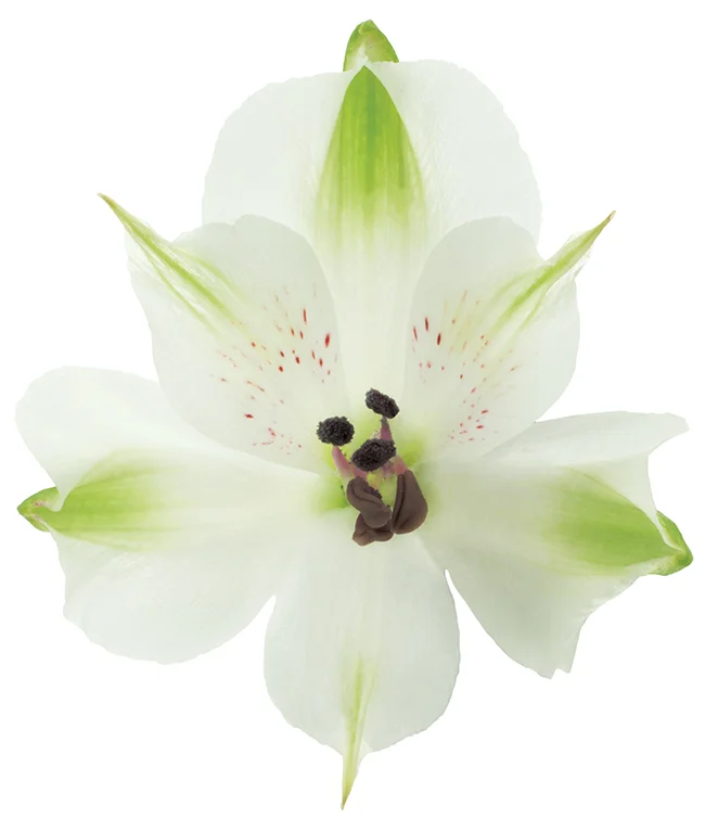 Bianca Alstroemeria thumbnail 3
