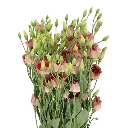 Eustoma thumbnail 2