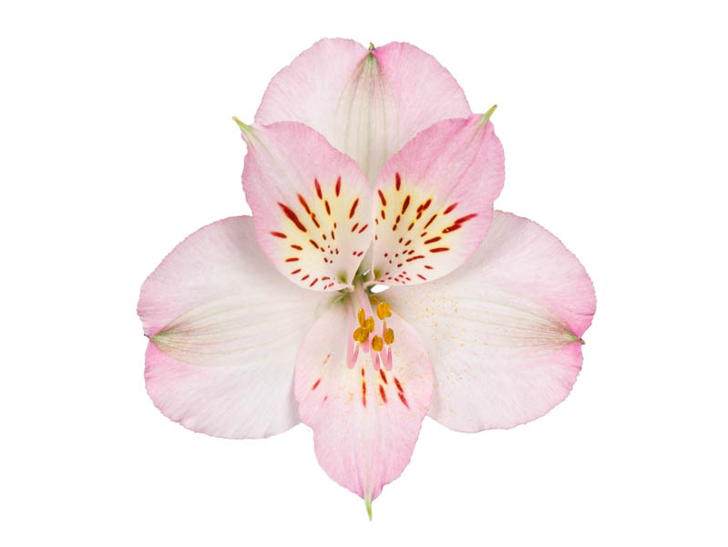 Dubai Alstroemeria