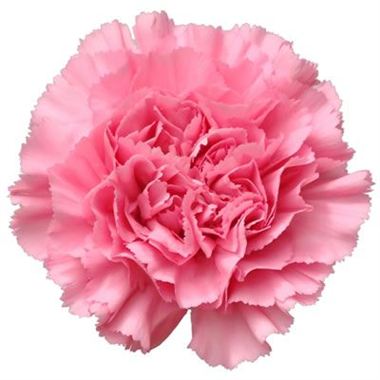 Carnations (Standard) thumbnail 2