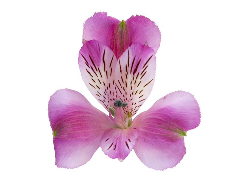Stratus Alstroemeria