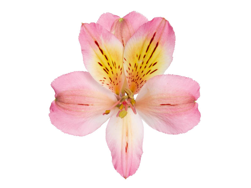 Chanel Alstroemeria thumbnail 2