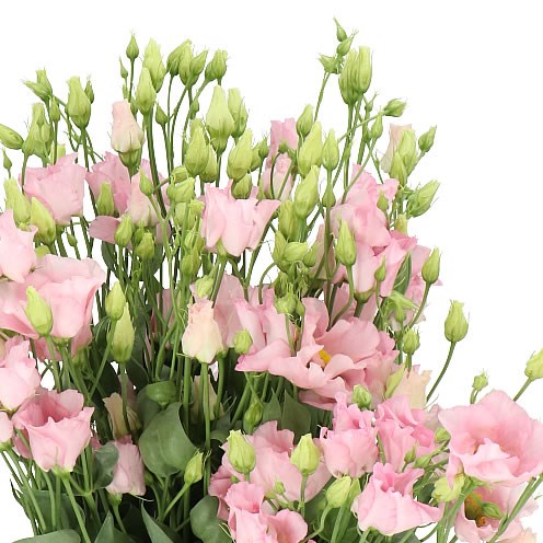 Eustoma thumbnail 3