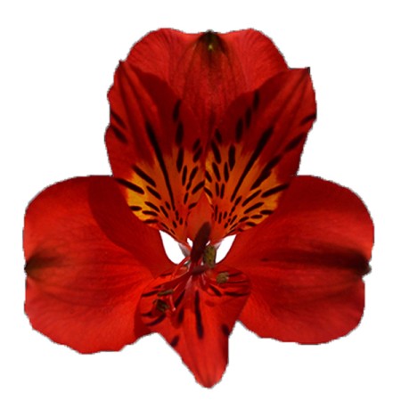 Angelina Alstroemeria