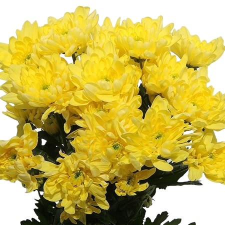 Chrysanthemums thumbnail 2