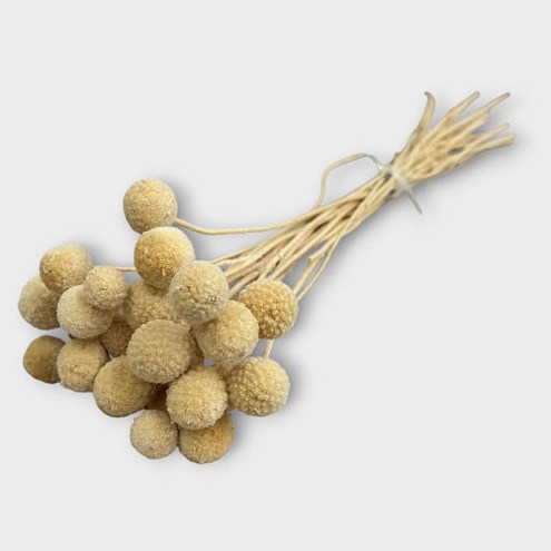 Dried Craspedia