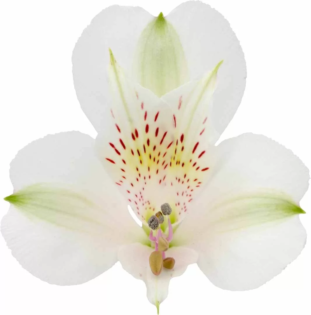 Bianca Alstroemeria