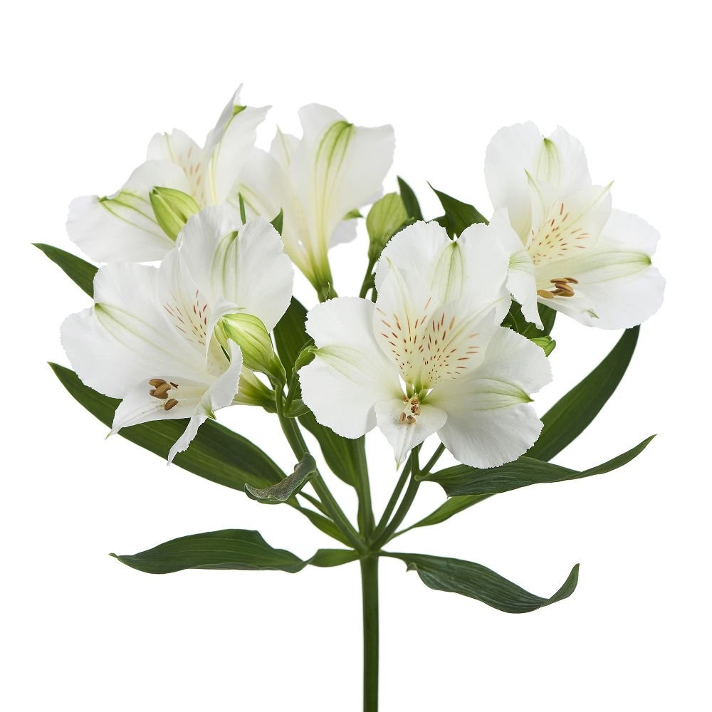 Bianca Alstroemeria thumbnail 2
