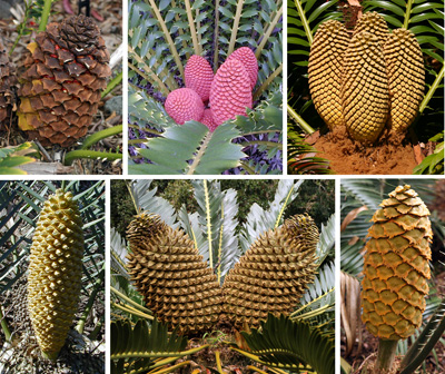 Cycads