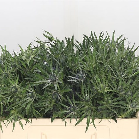 Eryngium Planum thumbnail 2