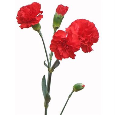 Carnations (Spray)