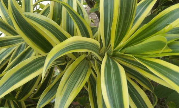 Dracaena Fragrans