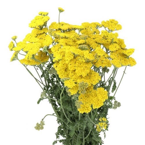 Achillea (Yarrow) thumbnail 3
