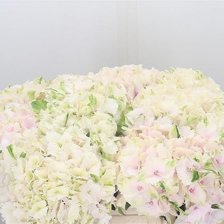 Hydrangea thumbnail 4