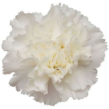 Carnations (Standard)