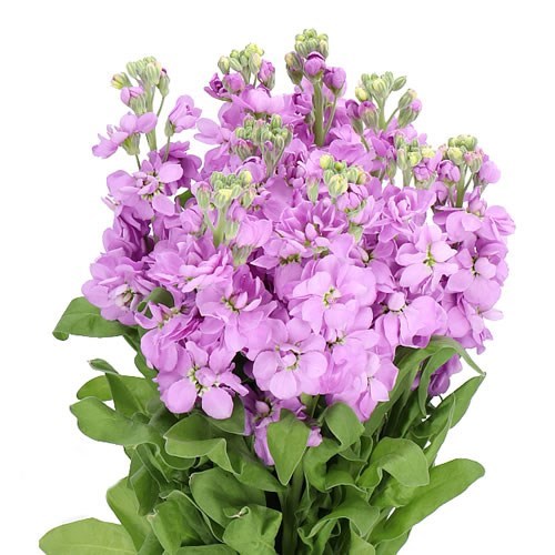 Matthiola (Stock)