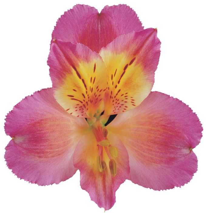 Chanel Alstroemeria