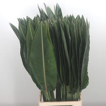 Bird of Paradise Leaves