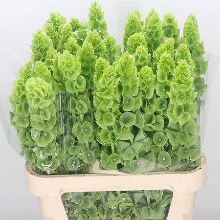 Moluccella thumbnail 2