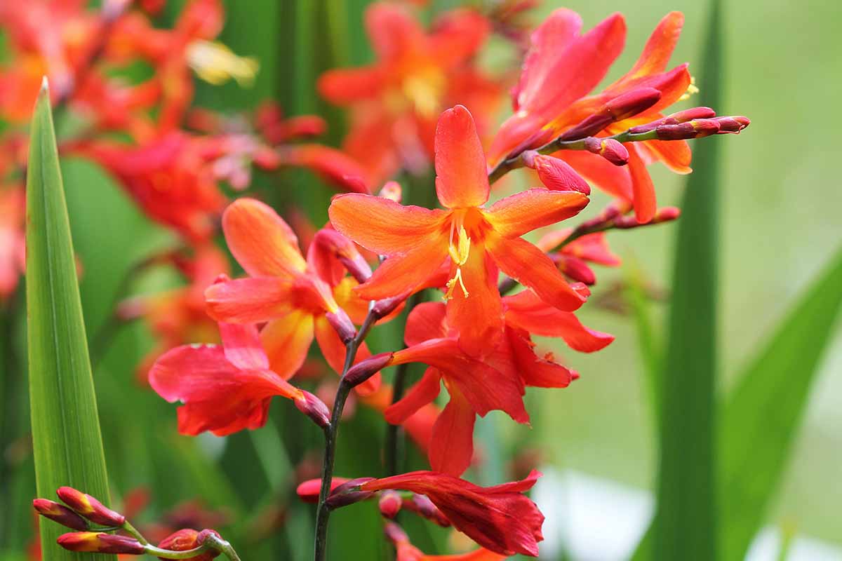 Crocosmia Red thumbnail 2