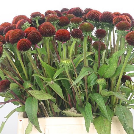 Rudbeckia thumbnail 3