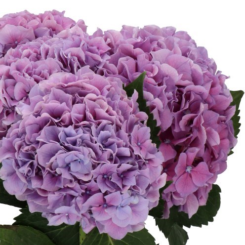 Hydrangea thumbnail 3