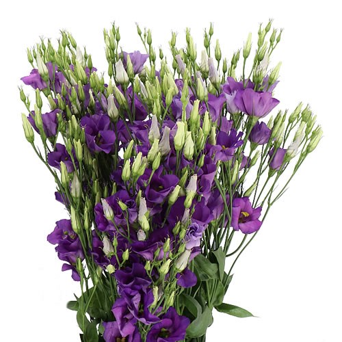 Eustoma thumbnail 4
