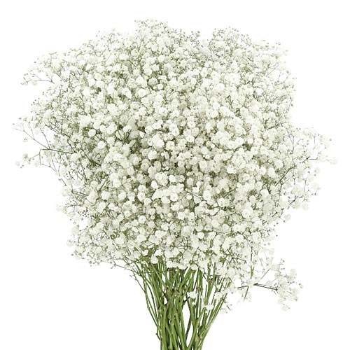 Gypsophila