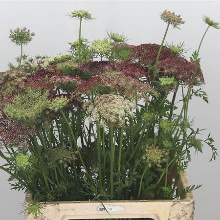 Daucus Carota thumbnail 2