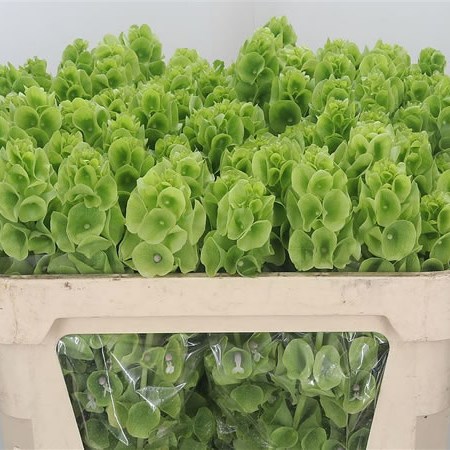 Moluccella thumbnail 4