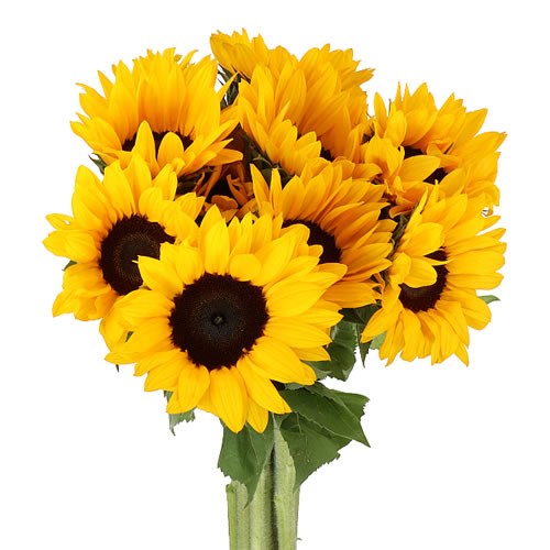 Sunflower (Helianthus)