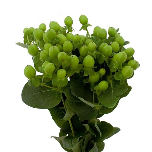 Hypericum thumbnail 4