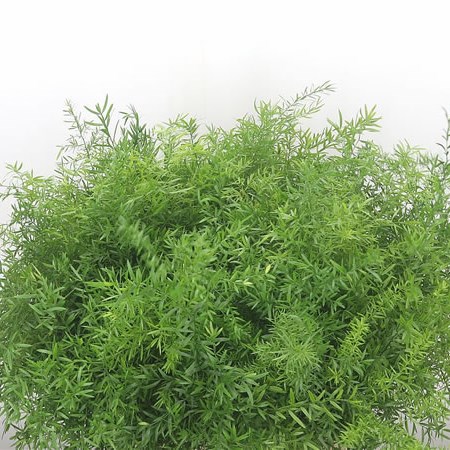 Asparagus