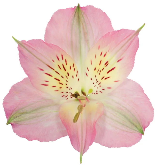 Dubai Alstroemeria thumbnail 2