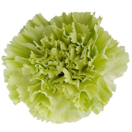 Carnations (Standard) thumbnail 4