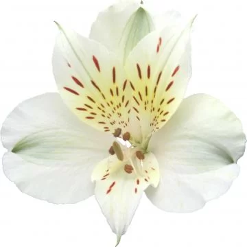 Akemi Alstroemeria